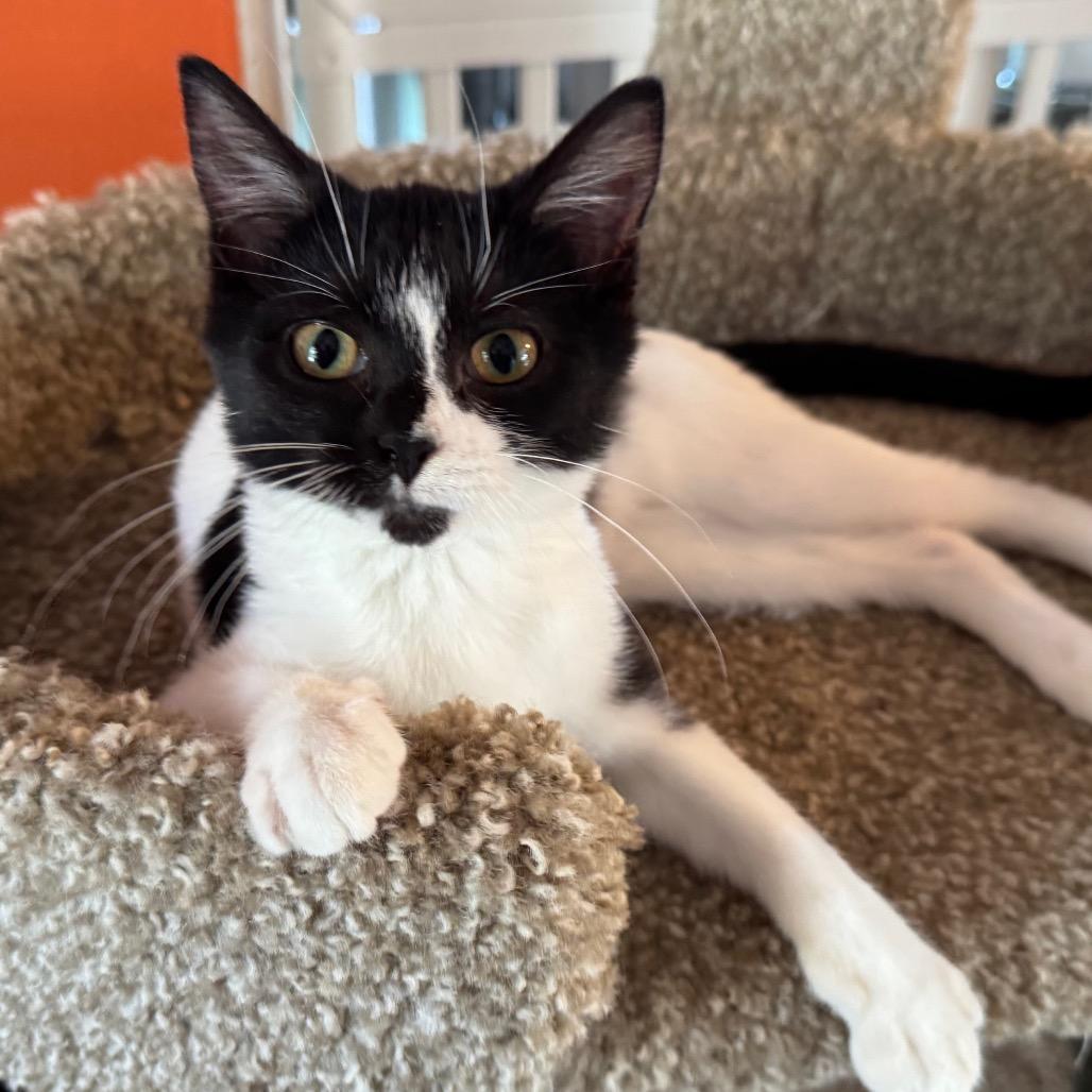Enlarge Orphan Annie, a Adoptable Domestic Short Hair in Mount Vernon, IL image 5/6