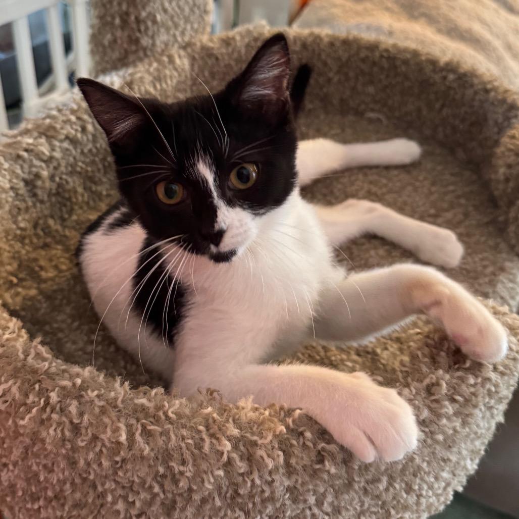 Enlarge Orphan Annie, a Adoptable Domestic Short Hair in Mount Vernon, IL image 6/6