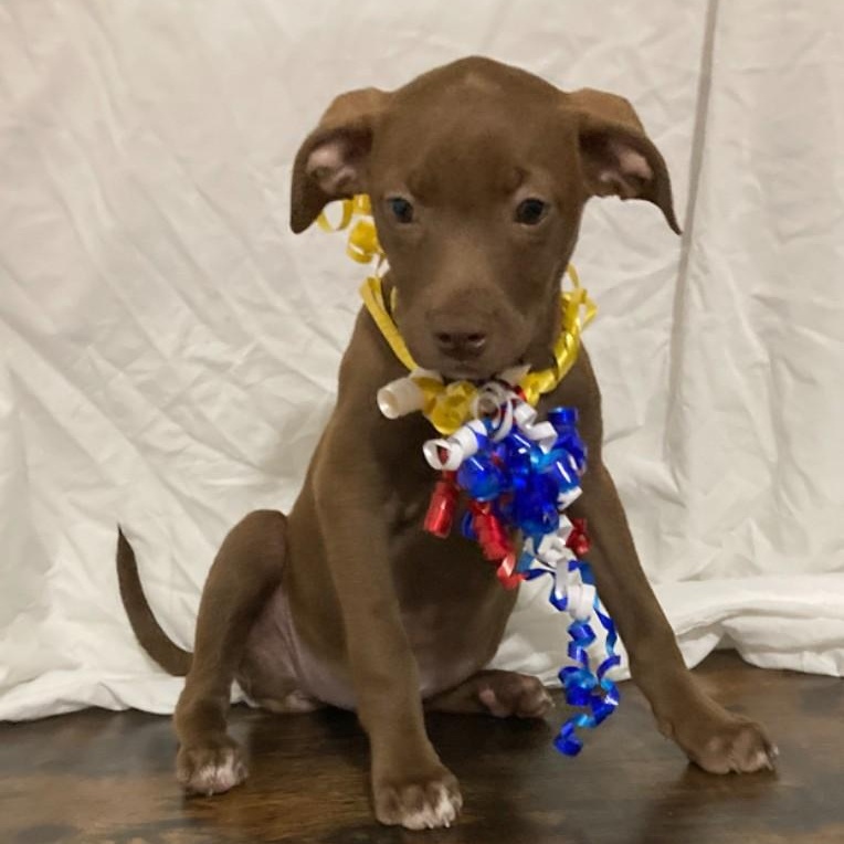 Enlarge Cassie, a Adopted mixed breed in Pensacola, FL image 2/4
