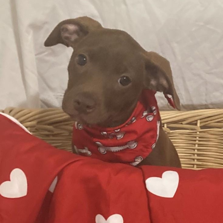 Cassie, Adopted, Puppy Female Chocolate Labrador Retriever.