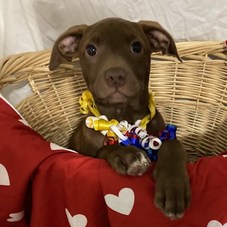 Enlarge Cassie, a Adopted mixed breed in Pensacola, FL image 4/4