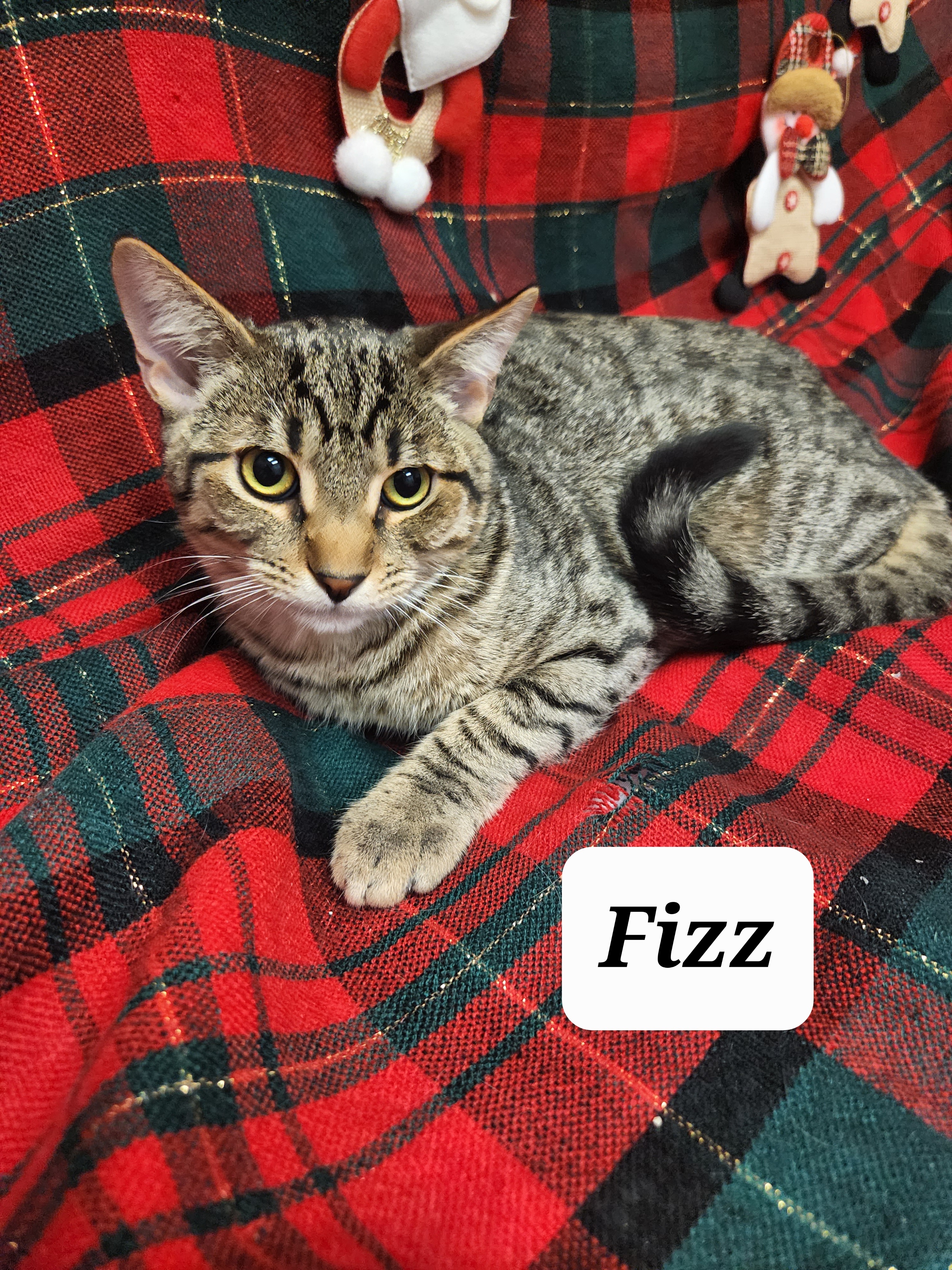 Fizz 2