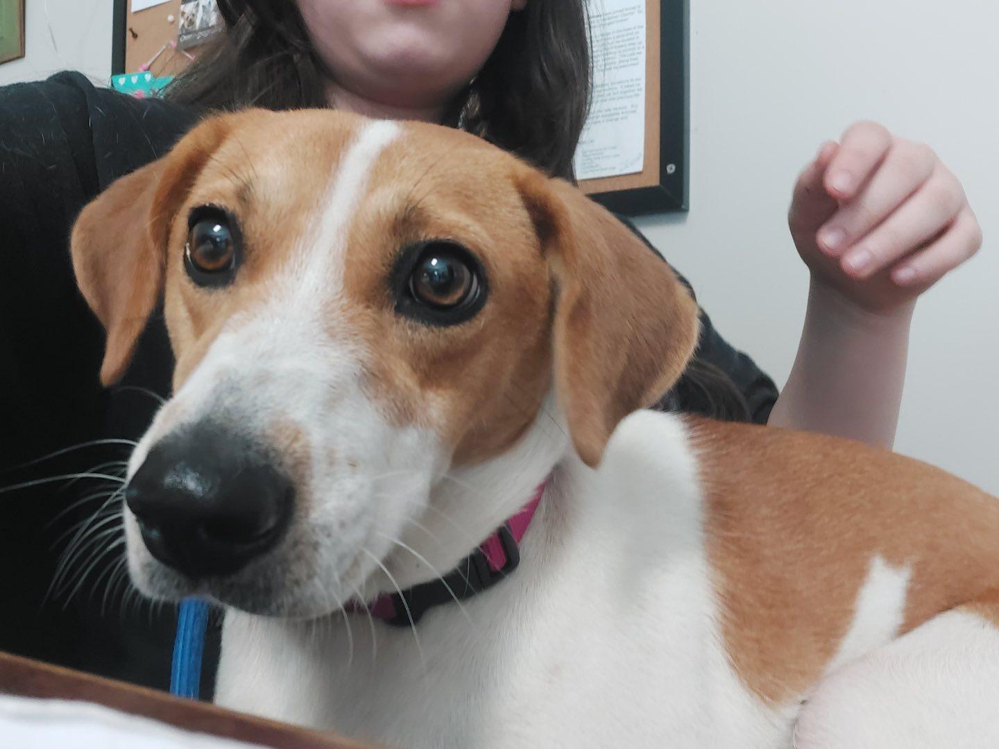 Maybelline #25180, Adopted, Adult Female Terrier & Beagle.