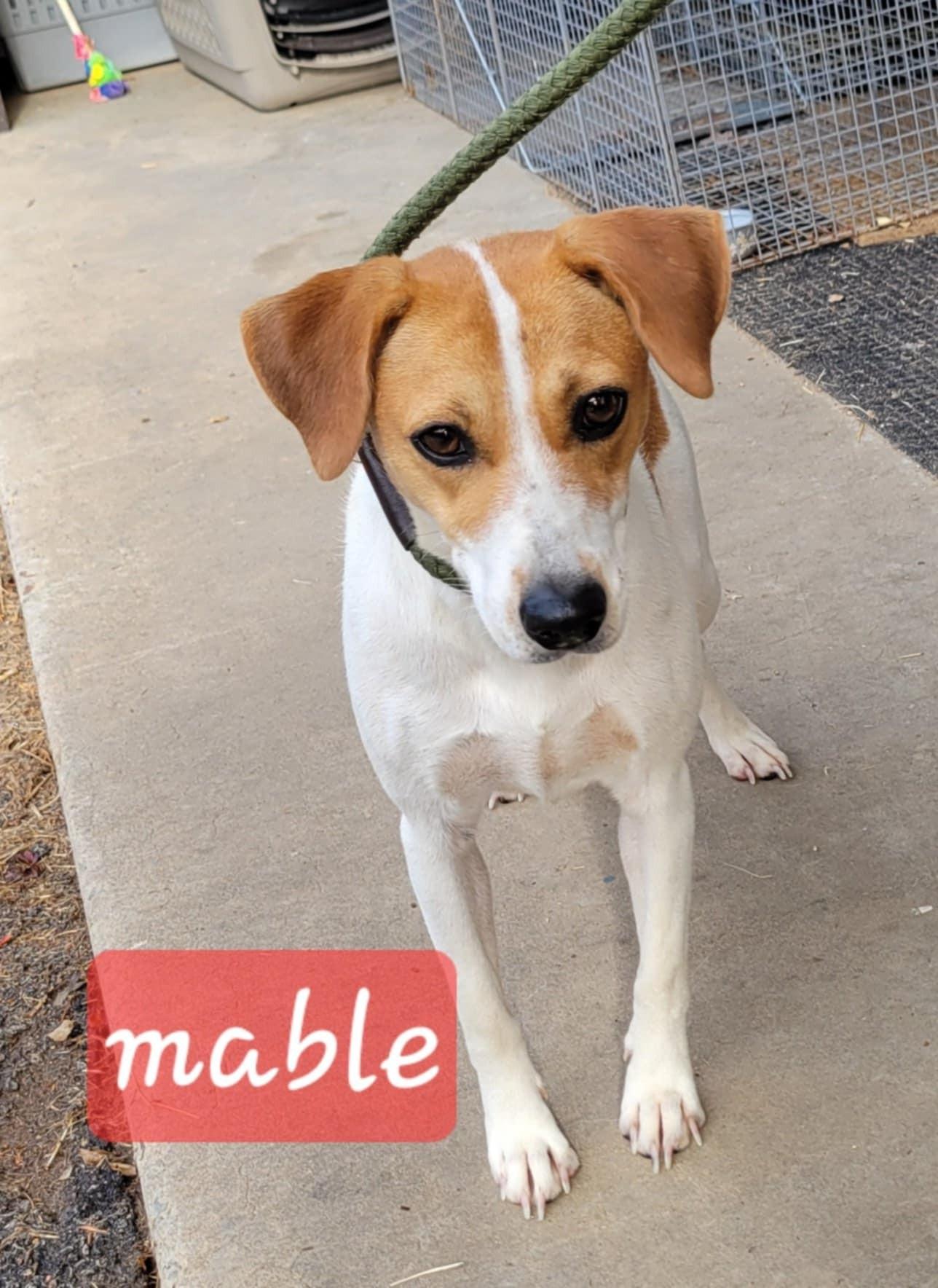 Maybelline #25180, a Adopted mixed breed in Bolivar, TN image 2/2