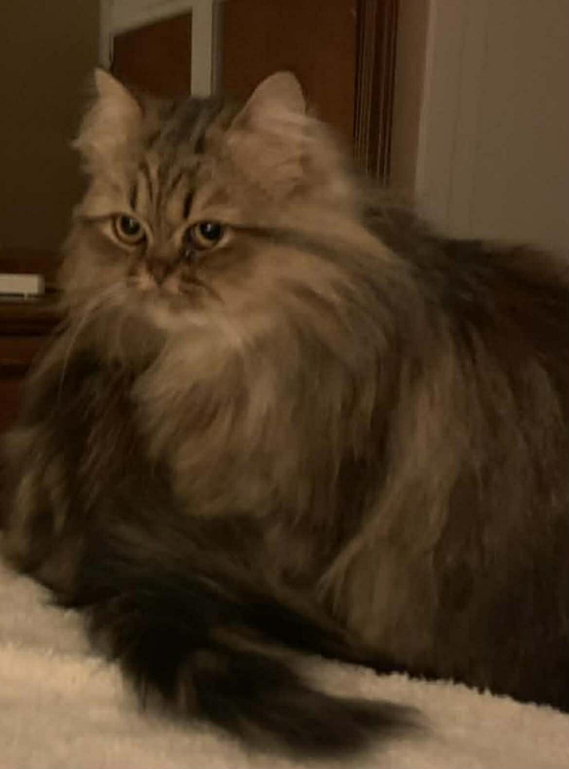 Enlarge Mama Greta & son Frankie , a Adoptable Persian in Woodmere, NY image 2/4