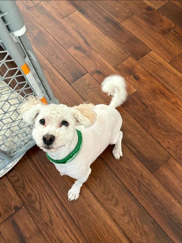 Panettone *, a Adoptable mixed breed in East Derry, NH image 1/3