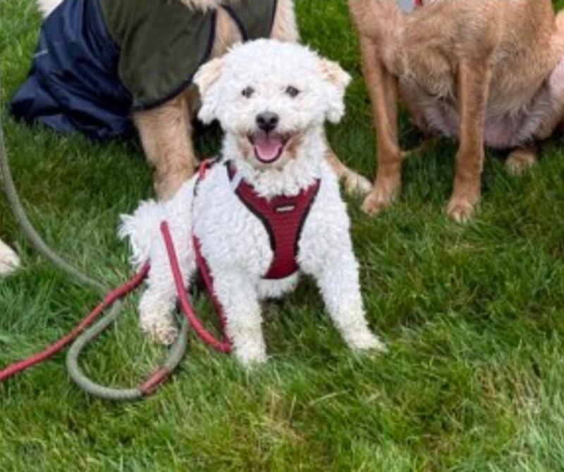 Panettone *, a Adoptable mixed breed in East Derry, NH image 3/3