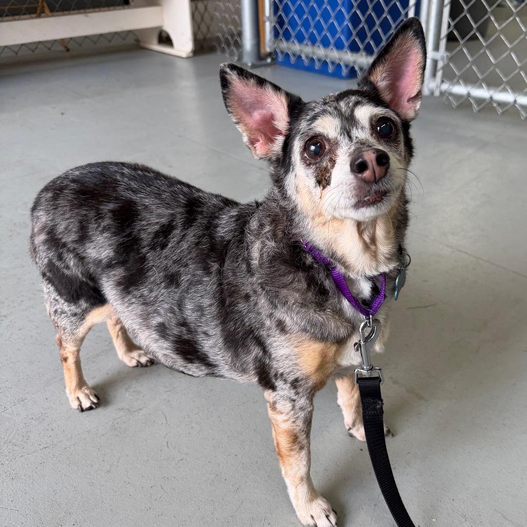 Enlarge Miss Daisy, a Adoptable mixed breed in Middleburg Heights , OH image 1/6