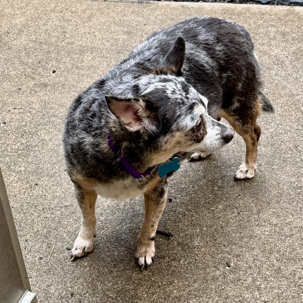 Enlarge Miss Daisy, a Adoptable mixed breed in Middleburg Heights , OH image 2/6