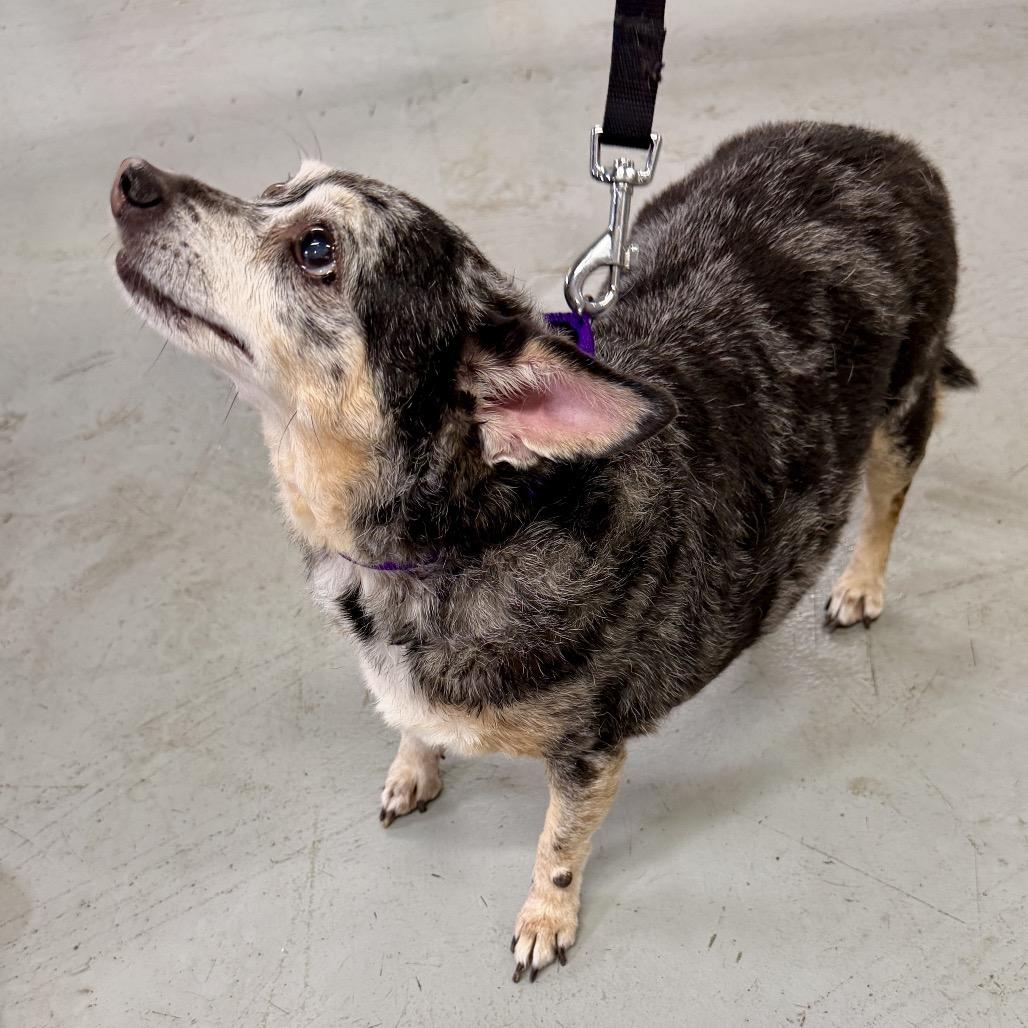 Enlarge Miss Daisy, a Adoptable mixed breed in Middleburg Heights , OH image 3/6