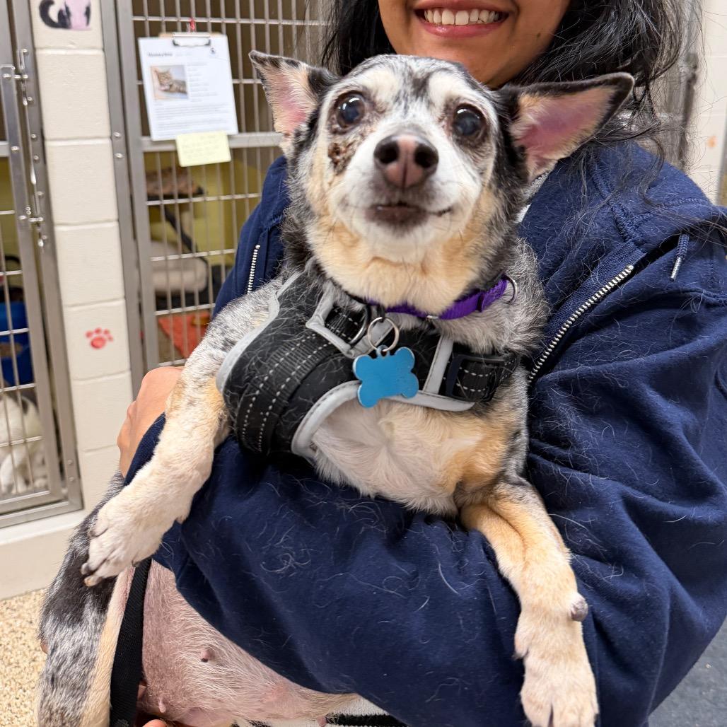 Enlarge Miss Daisy, a Adoptable mixed breed in Middleburg Heights , OH image 4/6