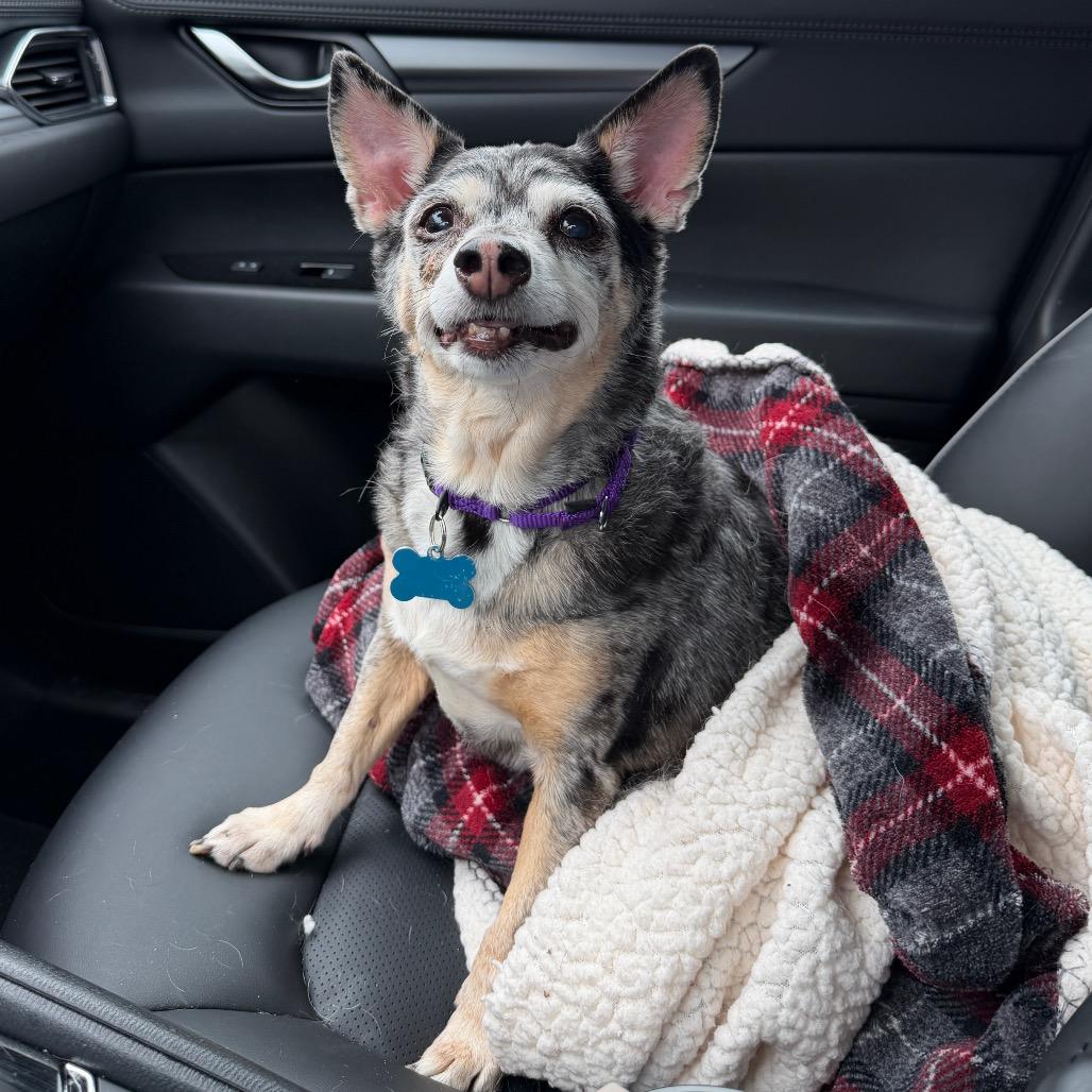 Enlarge Miss Daisy, a Adoptable mixed breed in Middleburg Heights , OH image 5/6