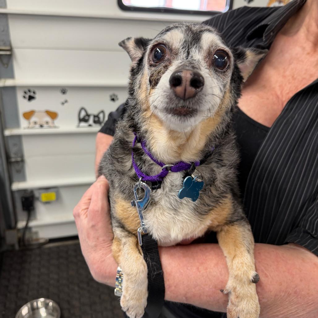 Enlarge Miss Daisy, a Adoptable mixed breed in Middleburg Heights , OH image 6/6