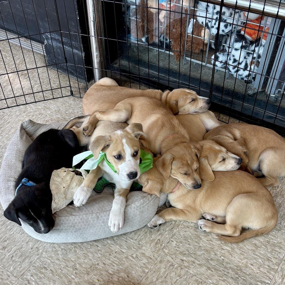 Enlarge Swedish Fish, a Adoptable Boxer in North Charleston, SC image 2/6
