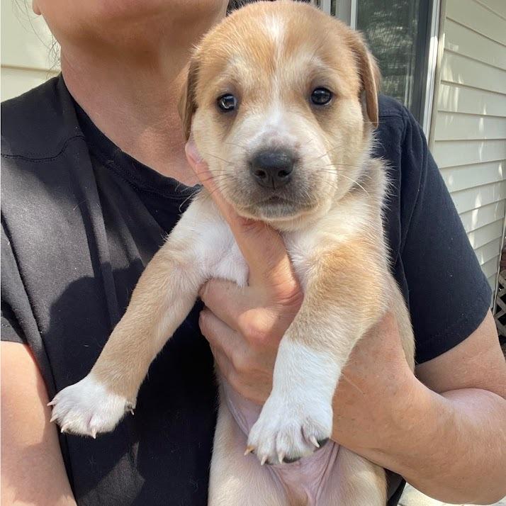Swedish Fish, Adoptable, Puppy Male Boxer.