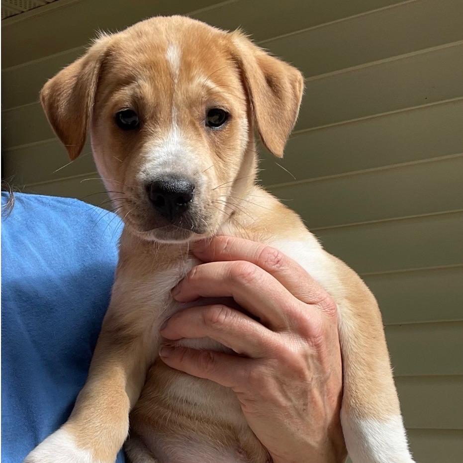 Enlarge Swedish Fish, a Adoptable Boxer in North Charleston, SC image 6/6
