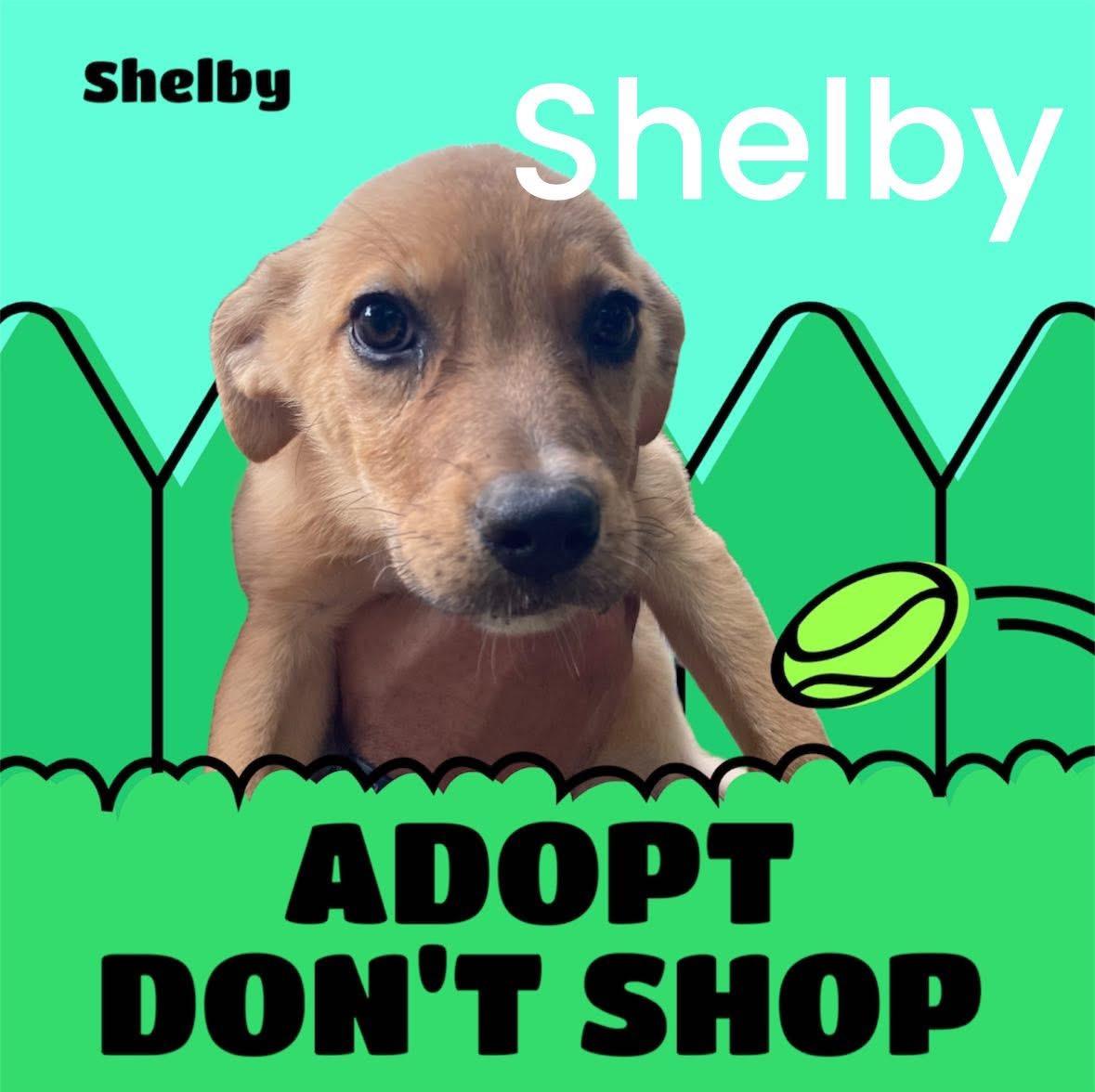 Shelby