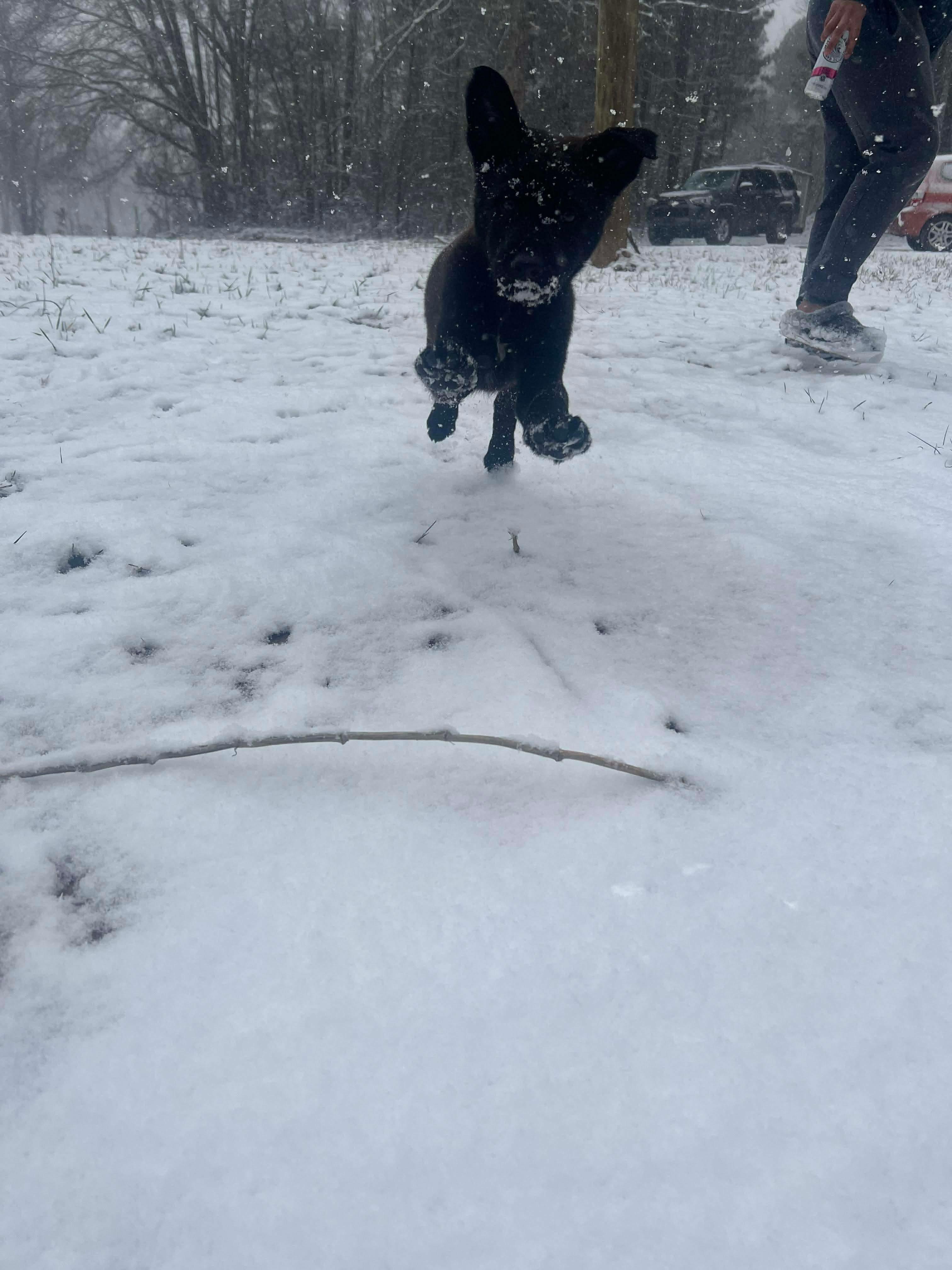 Enlarge Reese, an adopted mixed breed in East Haddam, CT image 2/5