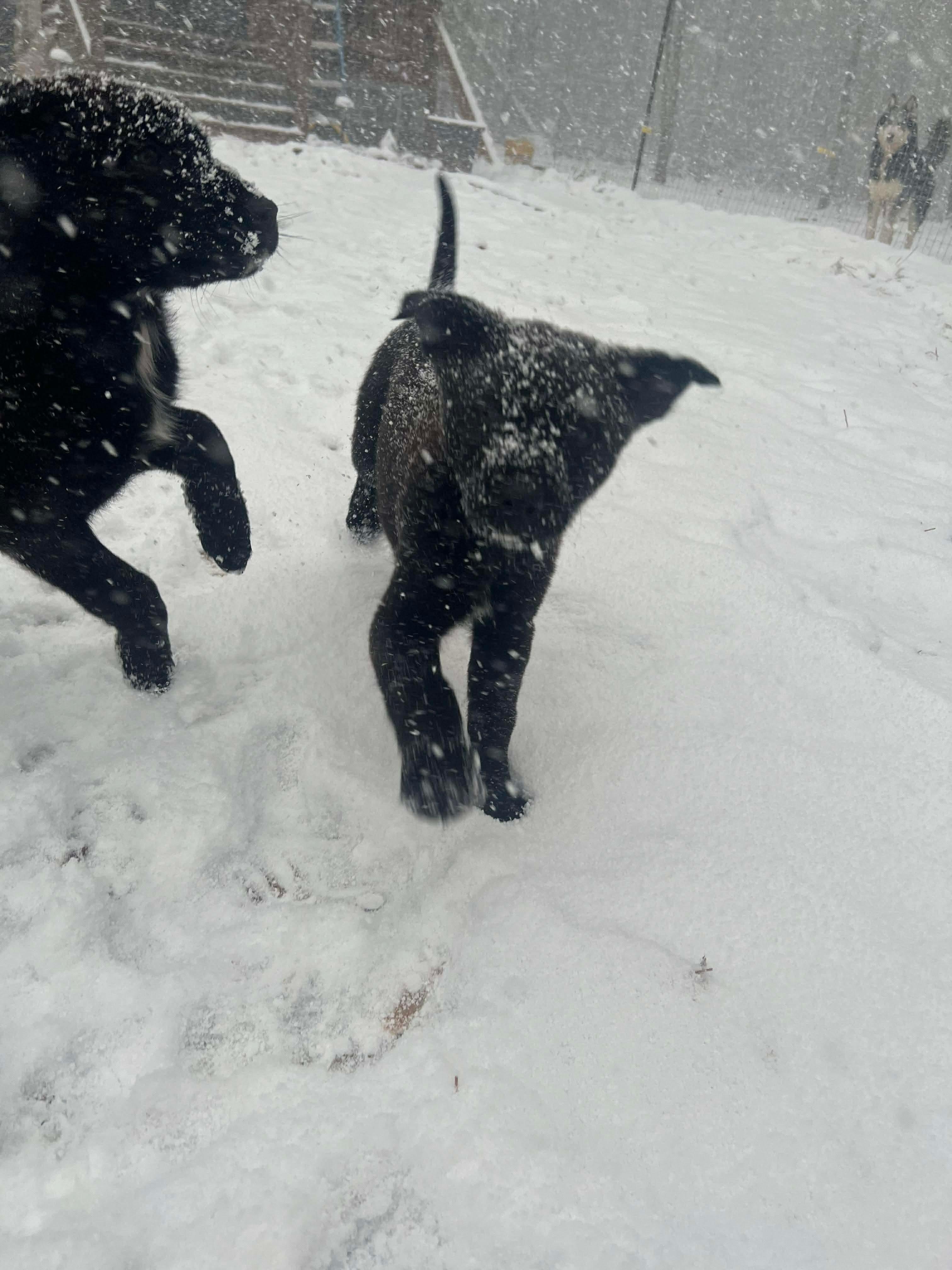 Enlarge Reese, an adopted mixed breed in East Haddam, CT image 5/5