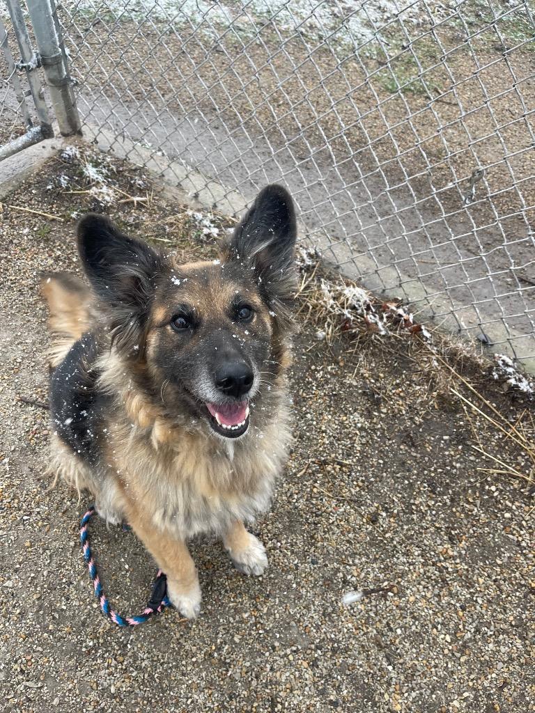 Enlarge Roxanne, a Adoptable mixed breed in Shorewood, IL image 1/6