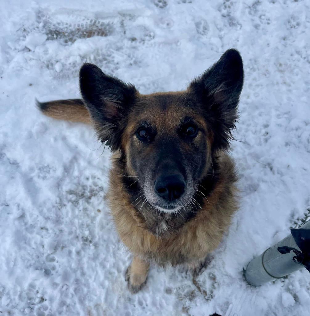 Enlarge Roxanne, a Adoptable mixed breed in Shorewood, IL image 2/6