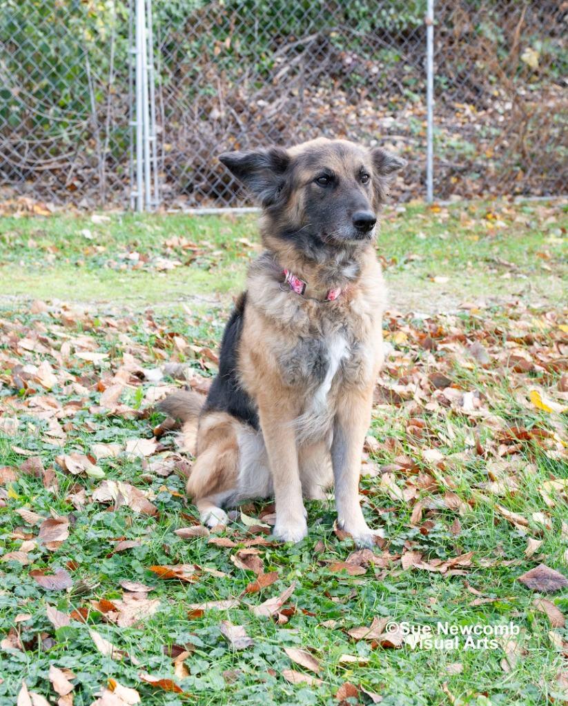 Enlarge Roxanne, a Adoptable mixed breed in Shorewood, IL image 3/6