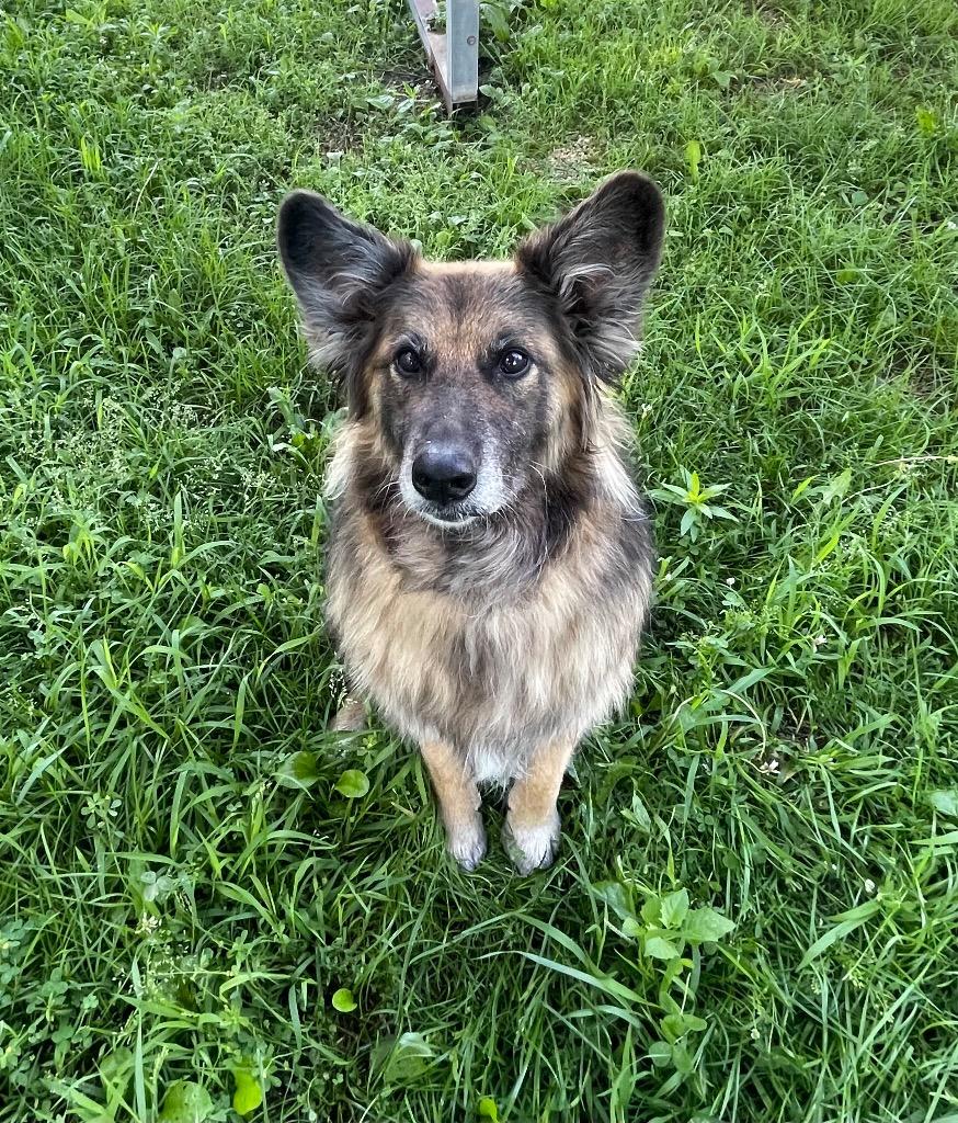 Roxanne, a Adoptable mixed breed in Shorewood, IL image 4/6