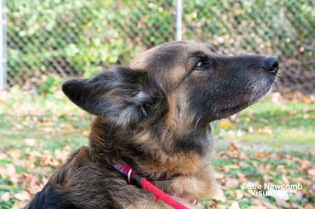 Enlarge Roxanne, a Adoptable mixed breed in Shorewood, IL image 4/6