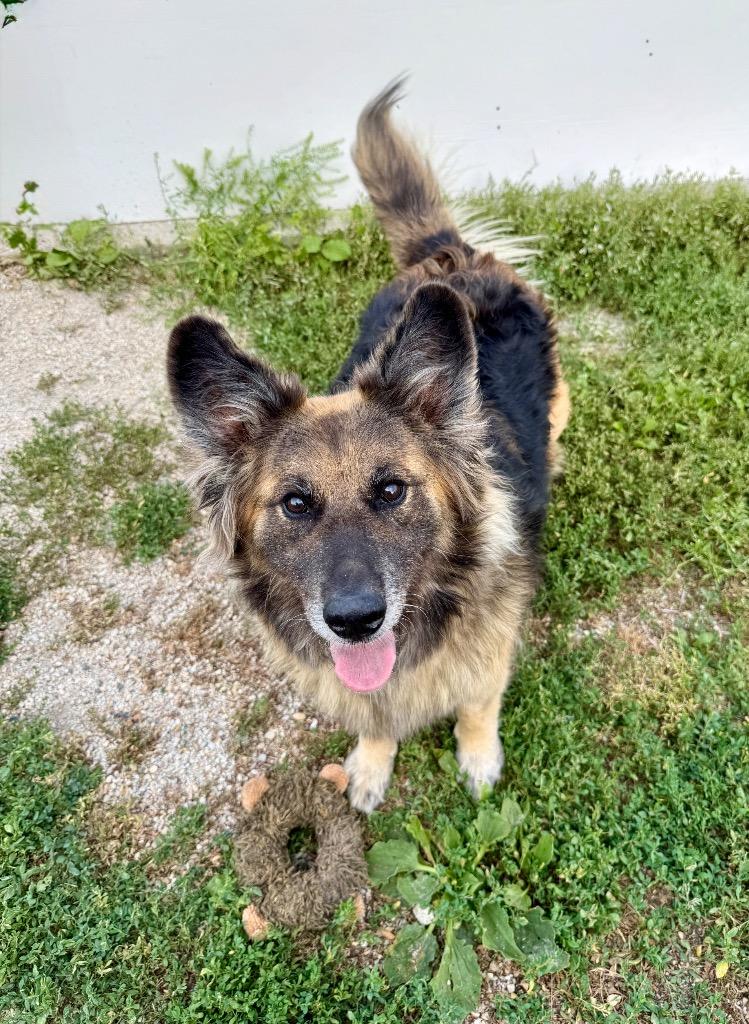 Enlarge Roxanne, a Adoptable mixed breed in Shorewood, IL image 5/6