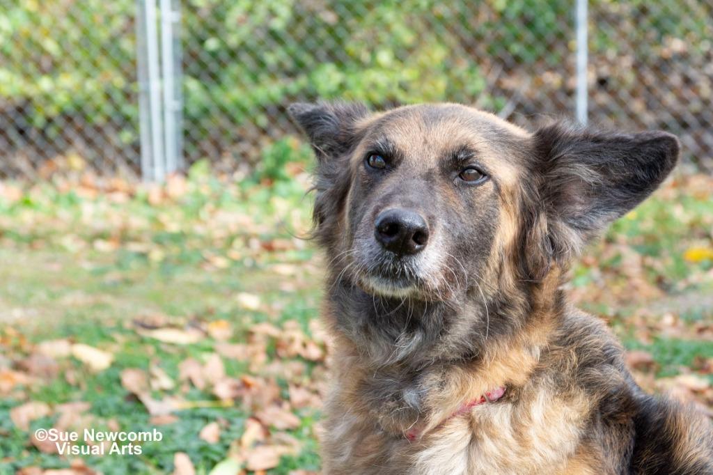 Enlarge Roxanne, a Adoptable mixed breed in Shorewood, IL image 6/6