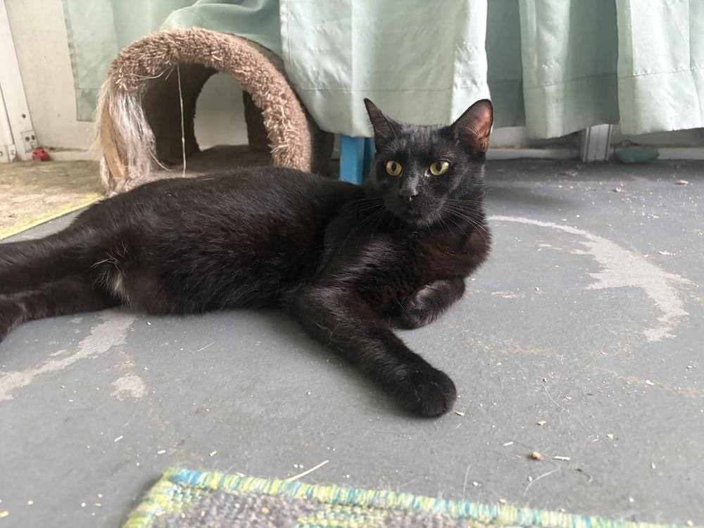 Prince, Adoptable, Kitten Male Domestic Short Hair.