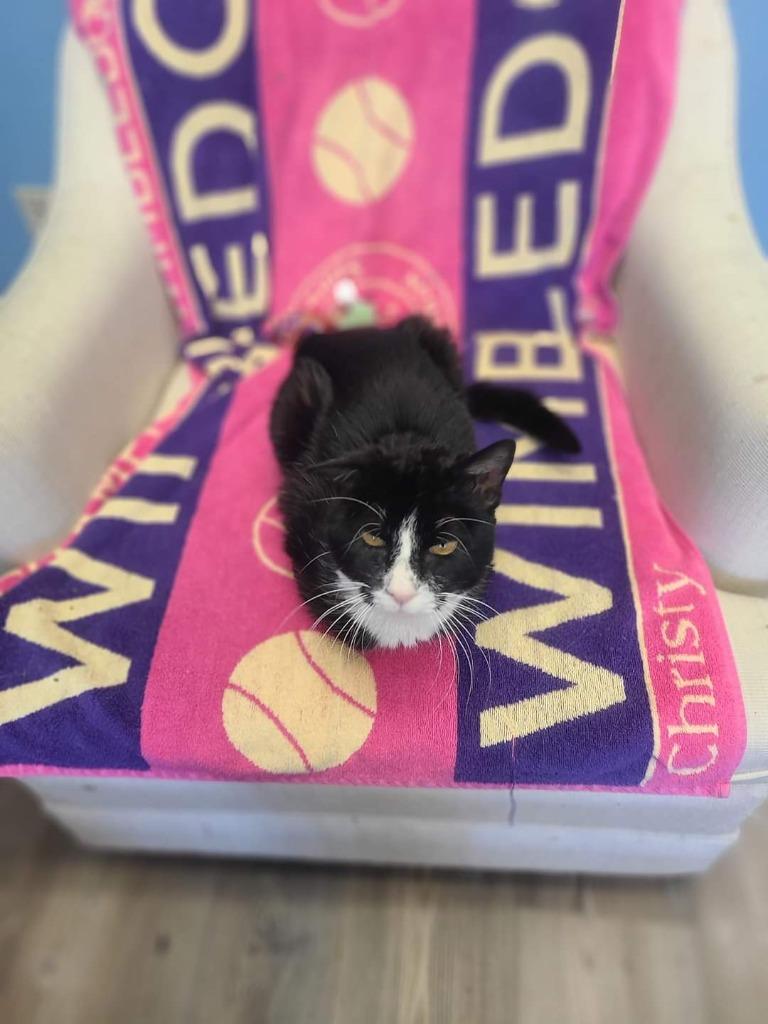 Patrick, Adopted, Senior Male Domestic Short Hair.