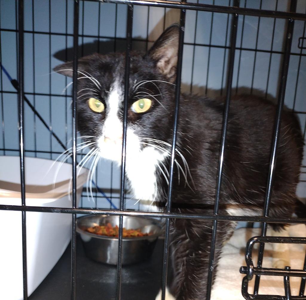 Patrick, a Adopted mixed breed image 2/3