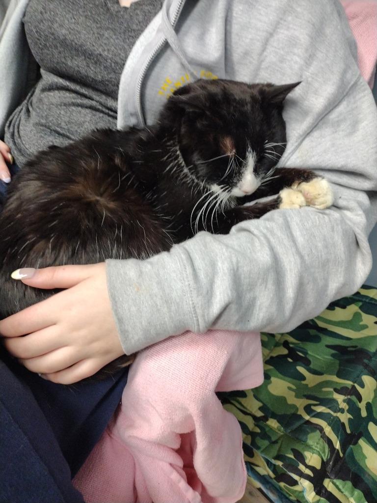 Patrick, a Adopted mixed breed image 3/3