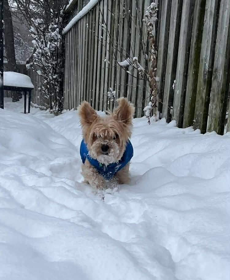 Enlarge TED, an adopted Yorkshire Terrier in Richmond Hill , ON image 6/6