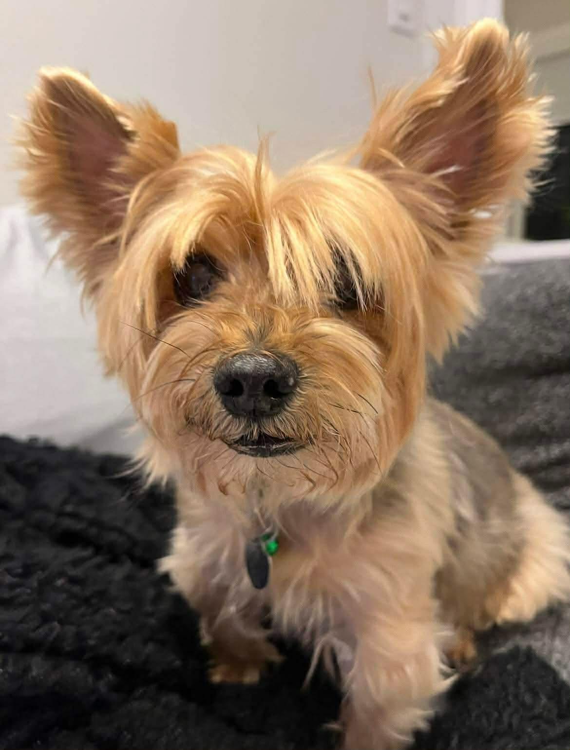 TED, adopted, Senior Male Yorkshire Terrier.