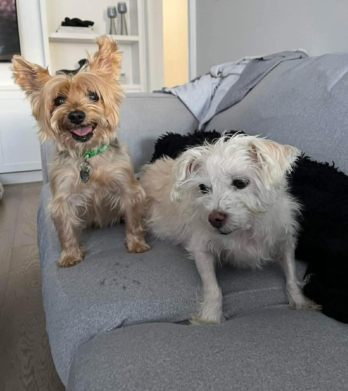 Enlarge TED, an adopted Yorkshire Terrier in Richmond Hill , ON image 4/6