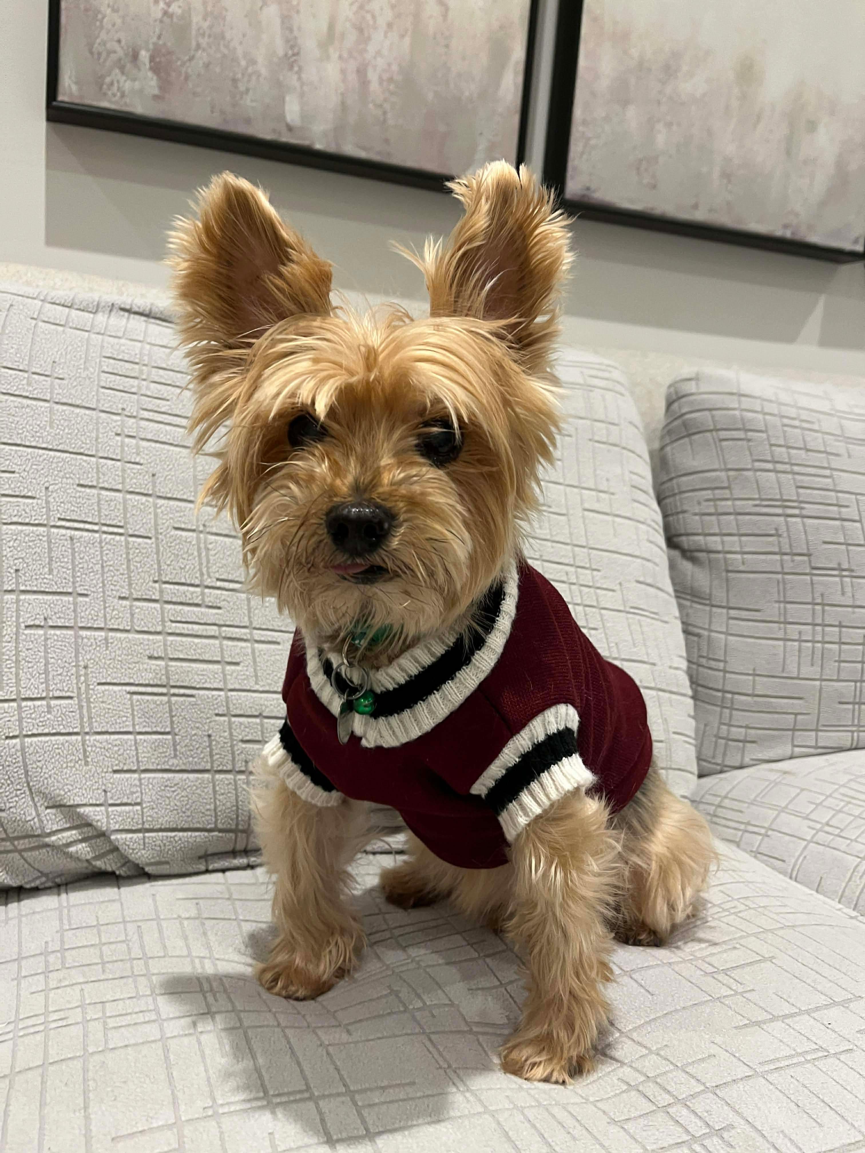 Enlarge TED, an adopted Yorkshire Terrier in Richmond Hill , ON image 2/6