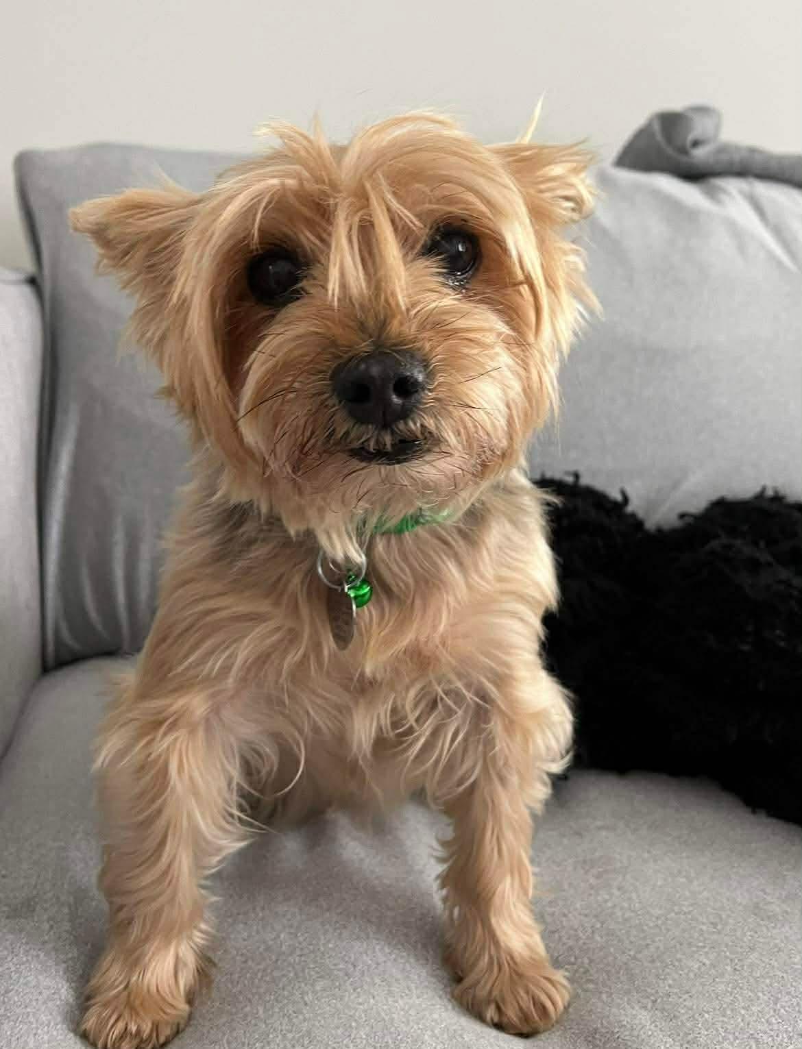 Enlarge TED, an adopted Yorkshire Terrier in Richmond Hill , ON image 3/6