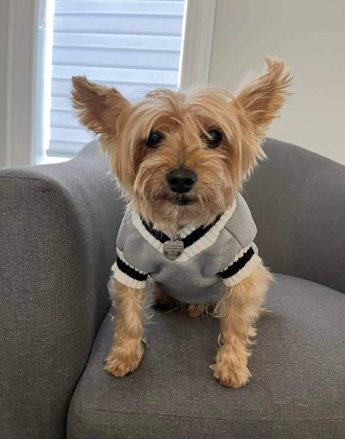 Enlarge TED, an adopted Yorkshire Terrier in Richmond Hill , ON image 5/6