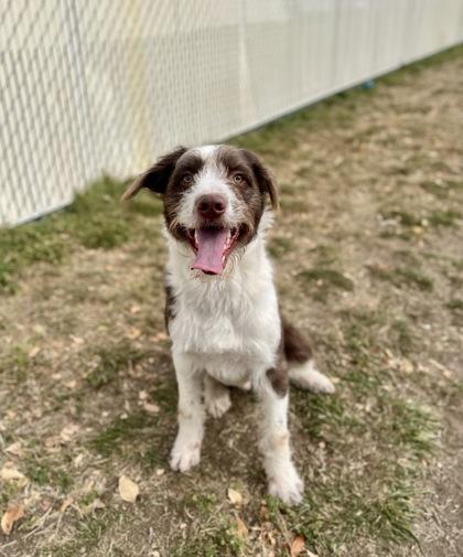 Butter Bean (91171) , ADOPTABLE, Young Male German Wirehaired Pointer.