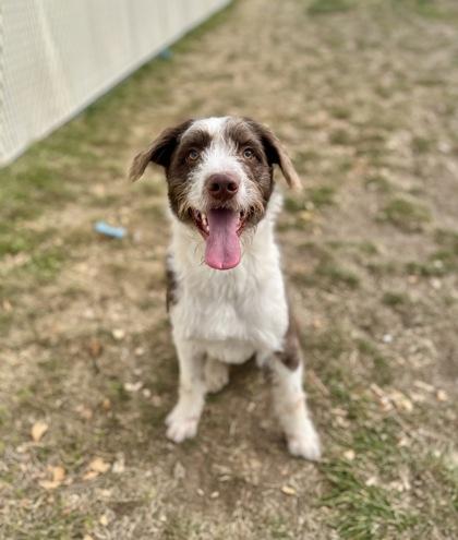 Butter Bean (91171) , a ADOPTABLE mixed breed in Spanish Fork, UT image 2/3