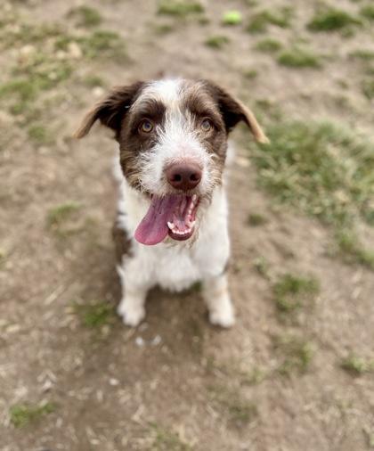 Butter Bean (91171) , a ADOPTABLE mixed breed in Spanish Fork, UT image 3/3