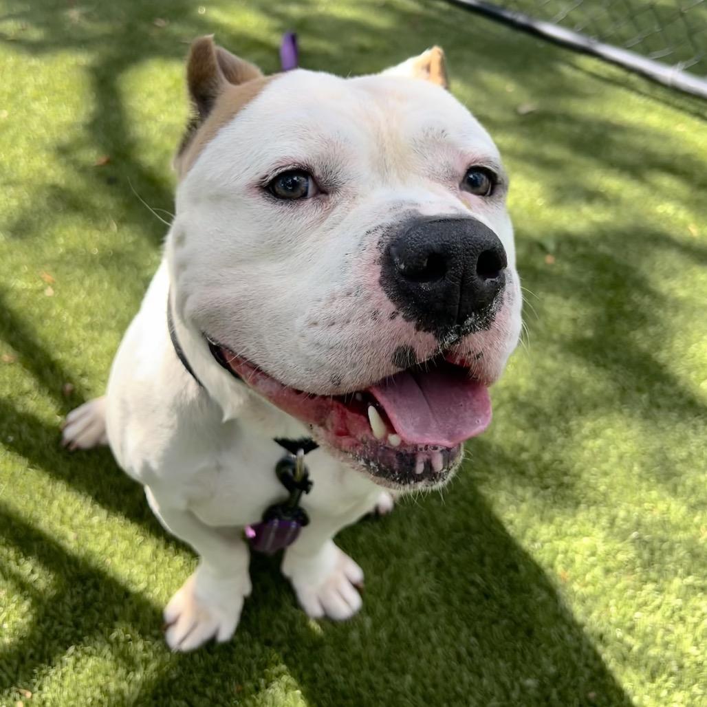 Enlarge Dude, a Adoptable Mixed Breed in Sarasota, FL image 1/6