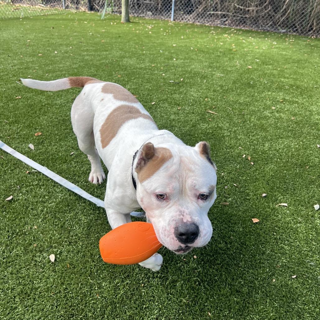 Enlarge Dude, a Adoptable Mixed Breed in Sarasota, FL image 4/6