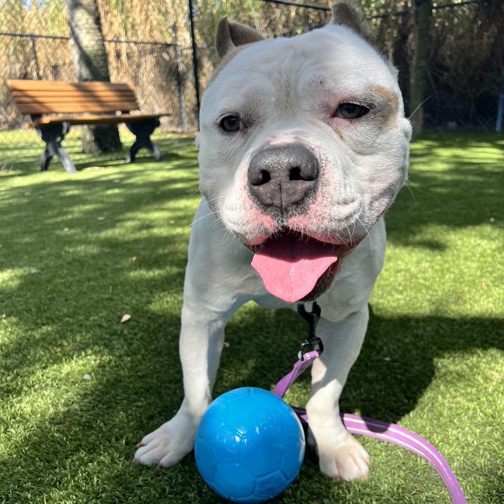 Enlarge Dude, a Adoptable Mixed Breed in Sarasota, FL image 5/6