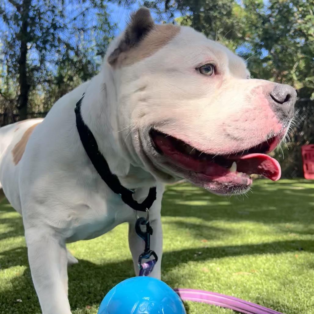Enlarge Dude, a Adoptable Mixed Breed in Sarasota, FL image 6/6