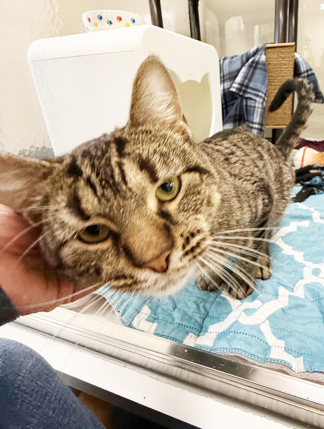 Enlarge Jack Frost - BIG SWEET LOVERBOY!, a ADOPTABLE Tabby in Oshkosh, WI image 2/6