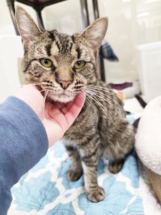 Enlarge Jack Frost - BIG SWEET LOVERBOY!, a ADOPTABLE Tabby in Oshkosh, WI image 1/6