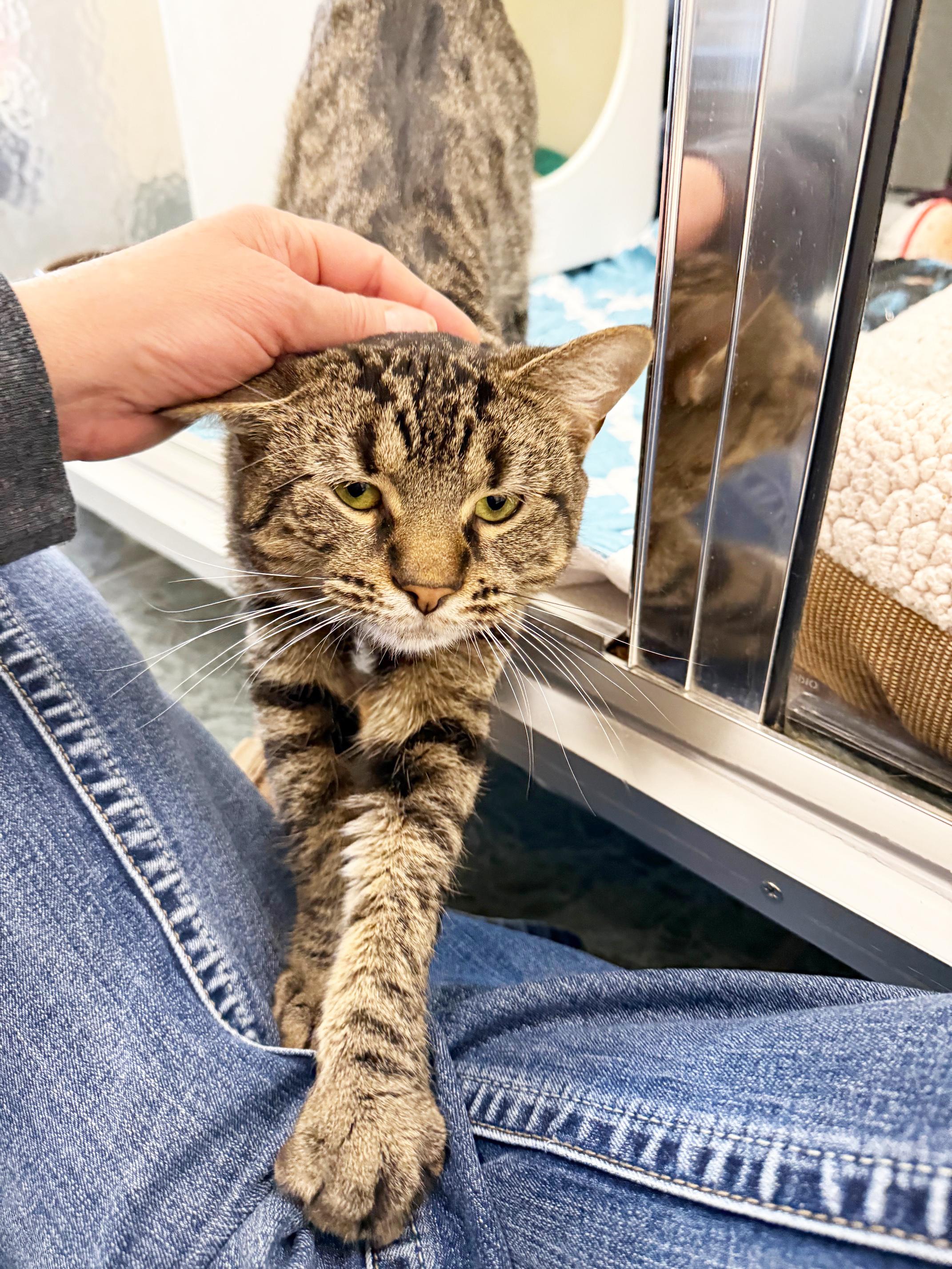 Enlarge Jack Frost - BIG SWEET LOVERBOY!, a ADOPTABLE Tabby in Oshkosh, WI image 5/6